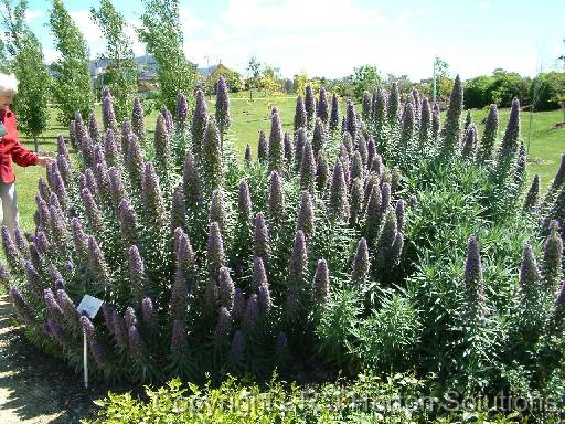 Echium bush 